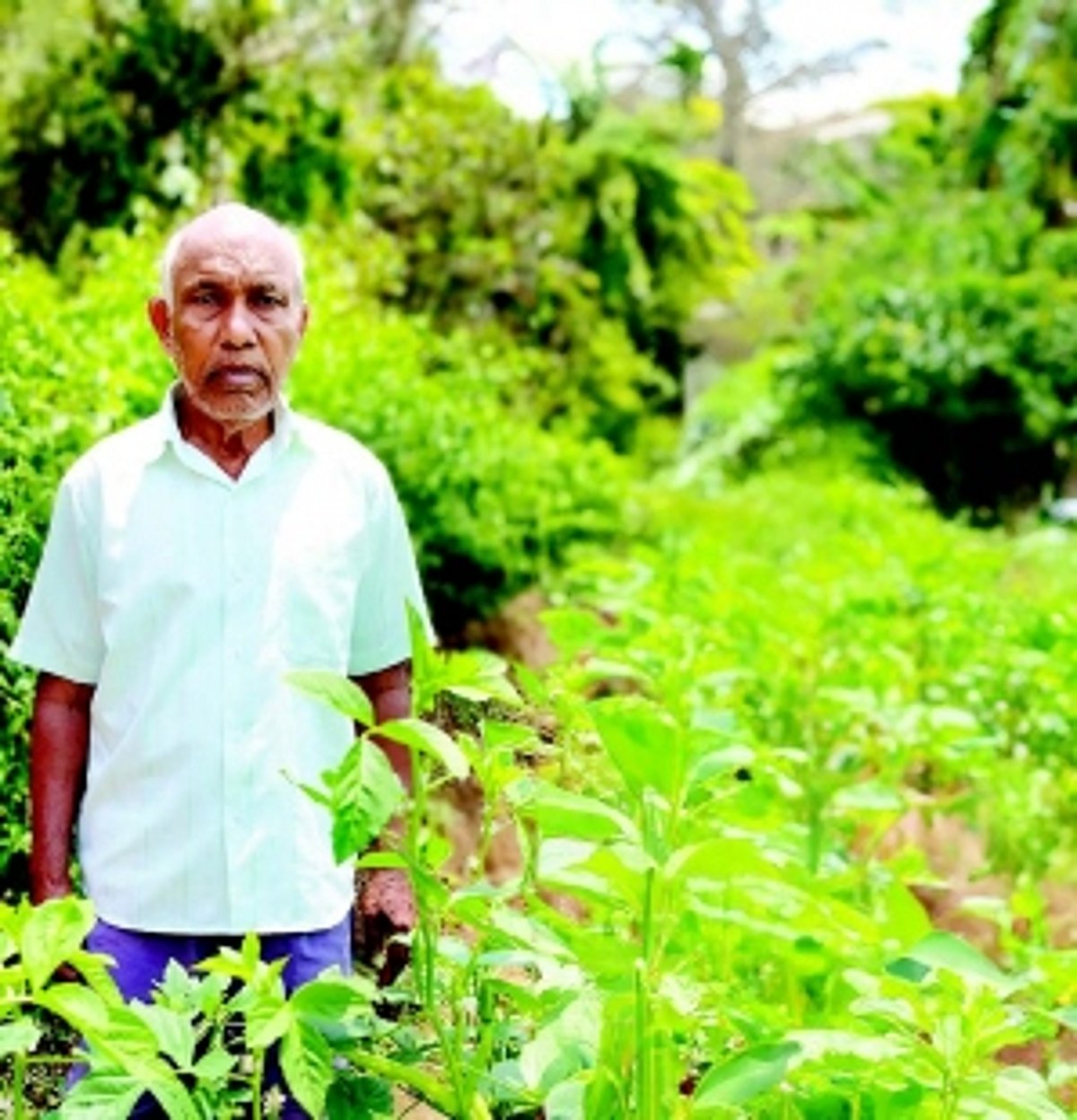 Pundalik’s tale of toil streches over four decades of farming tradition
