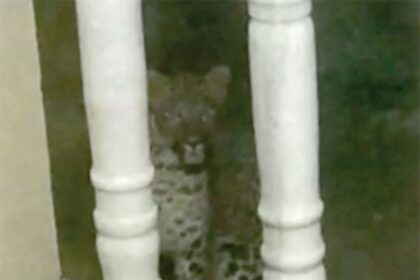 Puppies alert family  of leopard’s presence
