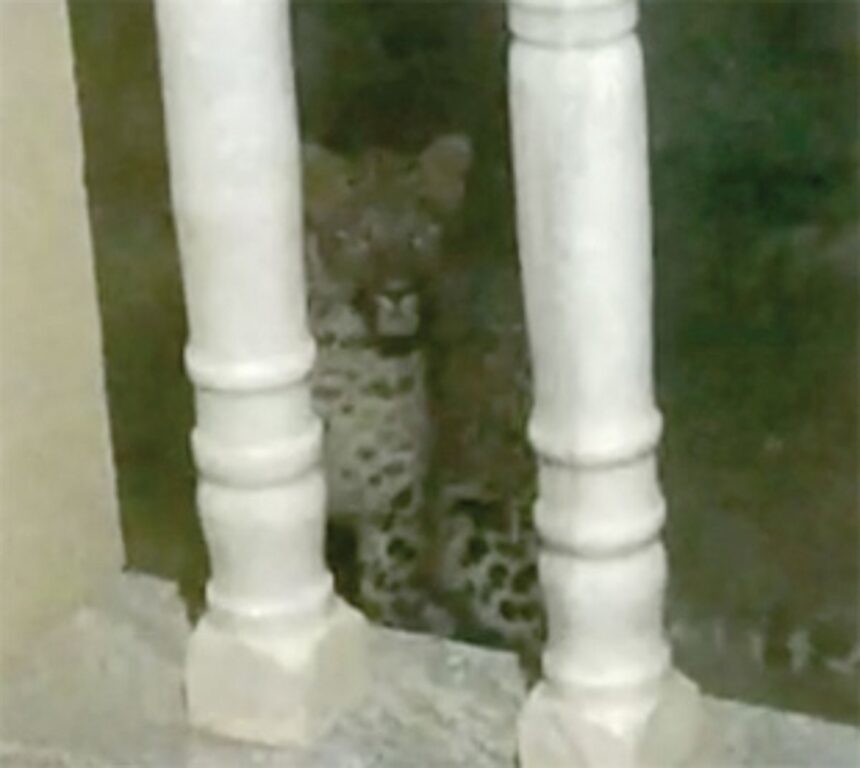 Puppies alert family of leopard’s presence