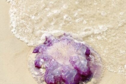 Purple jelly fish washed ashore in Banaulim