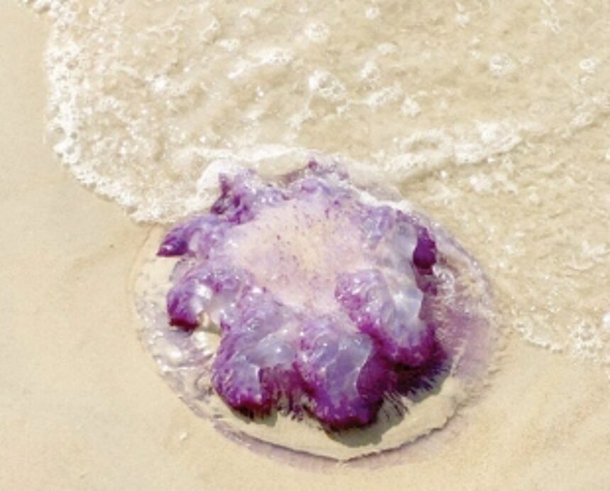 Purple jelly fish washed ashore in Banaulim