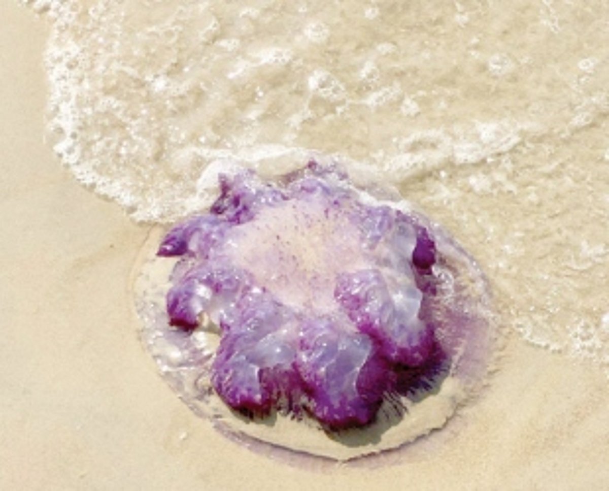 Purple jelly fish washed ashore in Banaulim