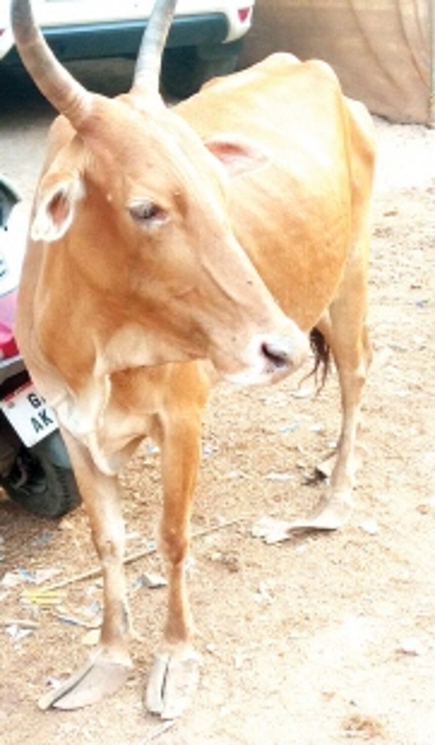 P’yats in Ponda yet to implement HC order on stray cattle menace 1 P’yats in Ponda yet to implement HC order on stray cattle menace
