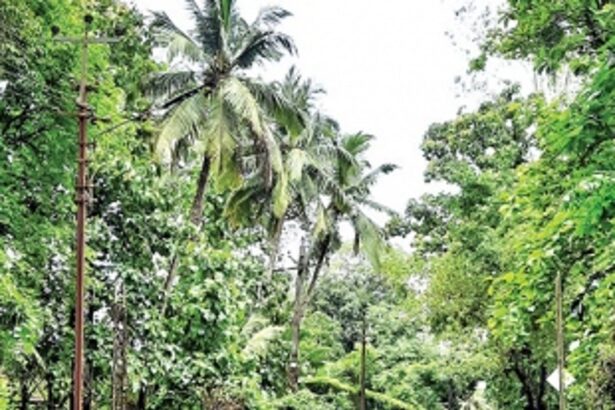 QCC highlights Quepem  streetlights’ problem