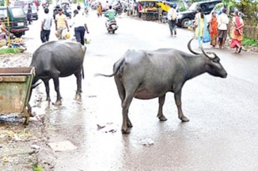 QMC to take measures to  curb stray cattle menace