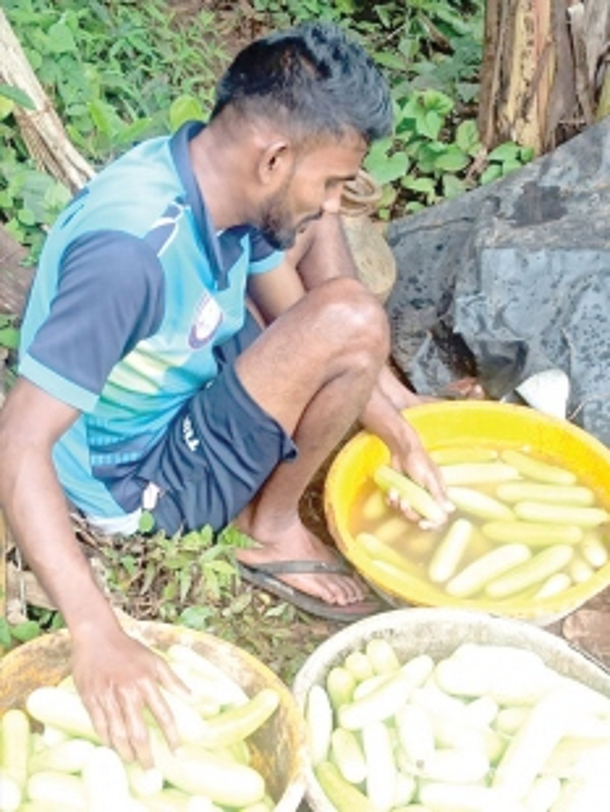 Quepem farmers cash in on cucumber crops