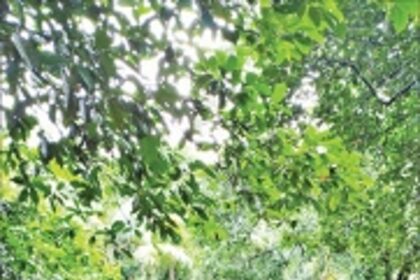 Quepem locals urge govt to repair  roads connecting villages