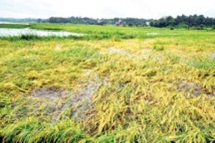 RAINS PLAY OUT THEIR LAST TANGO, spin Goa out of control