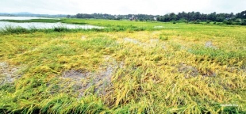 RAINS PLAY OUT THEIR LAST TANGO, spin Goa out of control