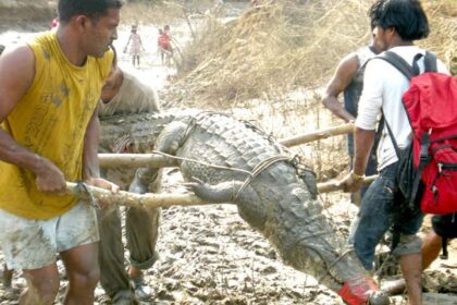 RESCUE ACT: Youngsters carry a 2.8 meter-long crocodile rescued from a pond at Gudi-Paroda on Sunday.