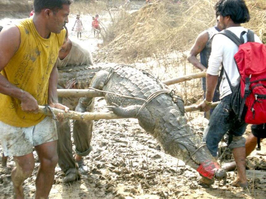 RESCUE ACT: Youngsters carry a 2.8 meter-long crocodile rescued from a pond at Gudi-Paroda on Sunday.