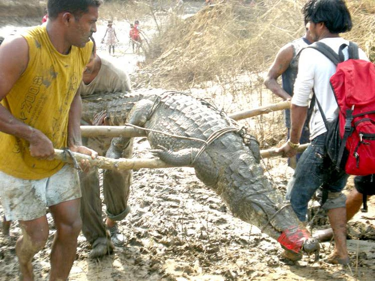 RESCUE ACT: Youngsters carry a 2.8 meter-long crocodile rescued from a pond at Gudi-Paroda on Sunday.