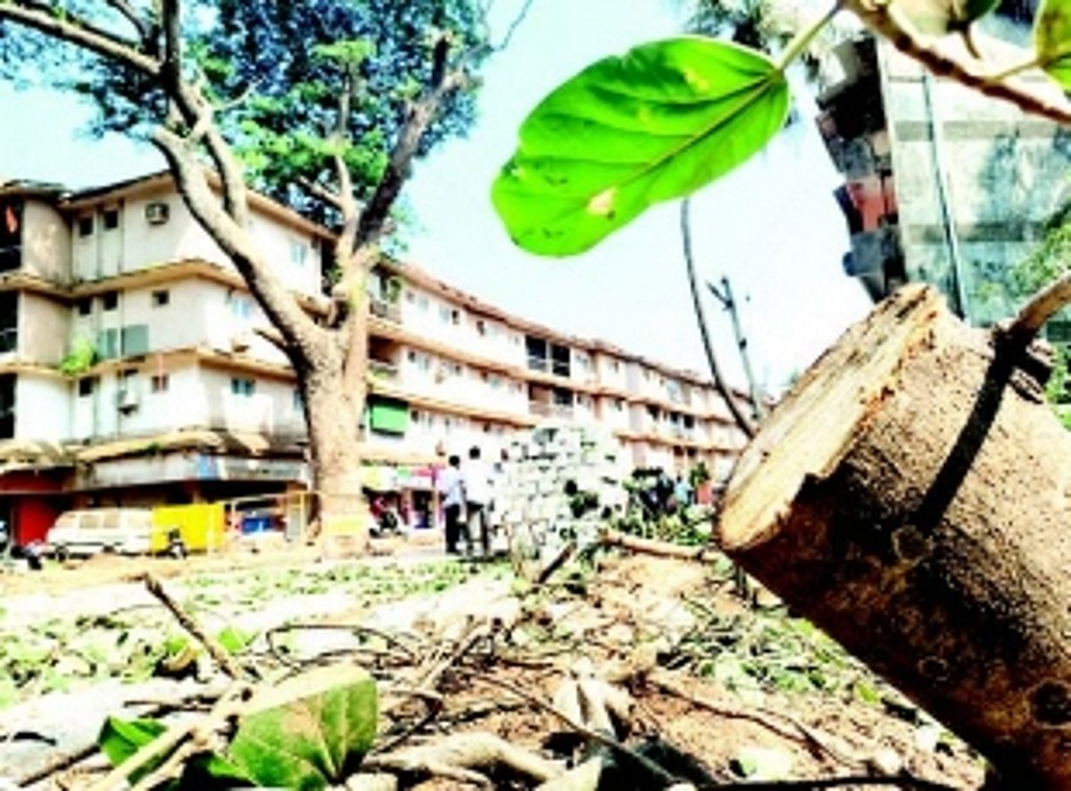 RIP: Senior ‘citizen’ trees, which sheltered  Panjim felled for “development”