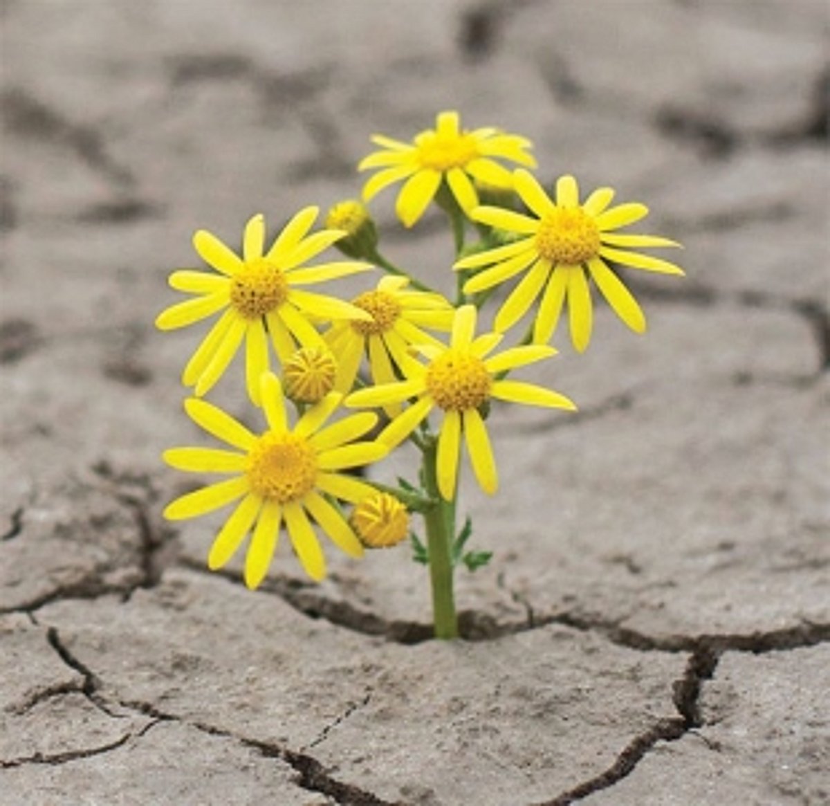 ROAD TO RESILIENCE – HOW CAN WE RAISE RESILIENT YOUNG PEOPLE?