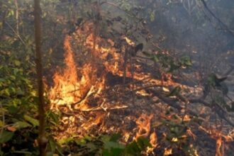 RTI activist among two detained for wandering into forest at odd hours