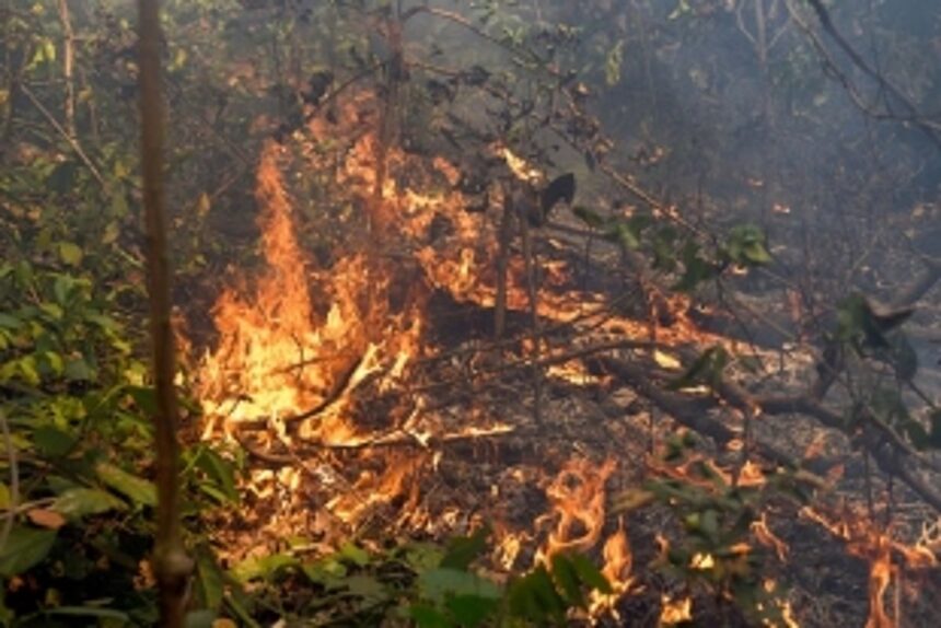 RTI activist among two detained for wandering into forest at odd hours