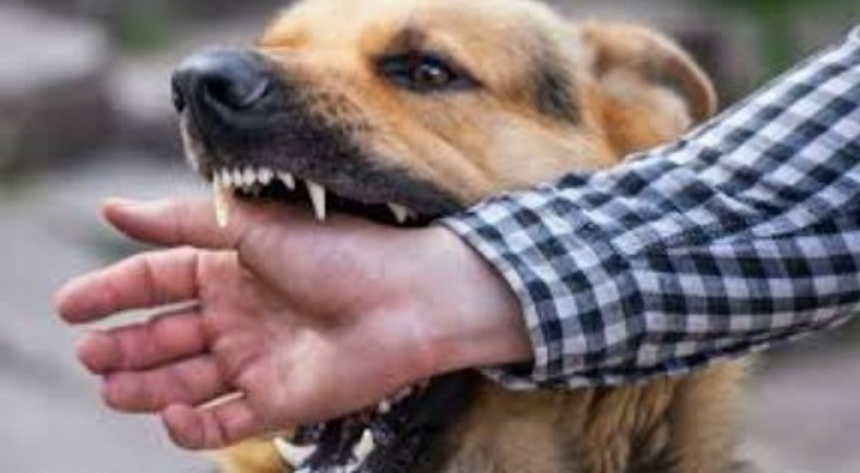 Rabies Eradication, Dog Vaccination Drive Launched in Ponda After Toddler’s Death 1 Rabies Eradication, Dog Vaccination Drive Launched in Ponda After Toddler’s Death