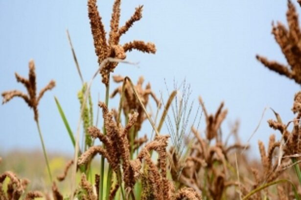 Ragi cultivation to be promoted in State: CM
