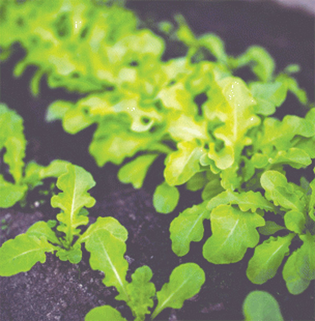 Raia’s agriculture camp to help  villagers set up kitchen  gardens, boost food security