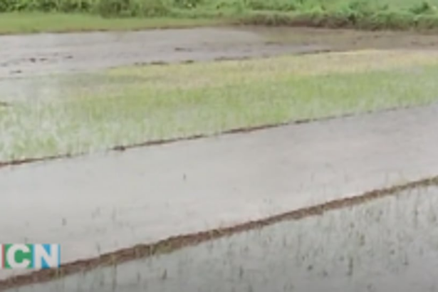 Rain-affected Aldona, Nachinola farmers seek Govt support