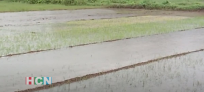 Rain-affected Aldona, Nachinola farmers seek Govt support