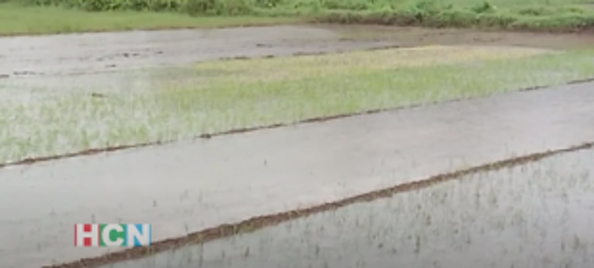 Rain-affected Aldona, Nachinola farmers seek Govt support