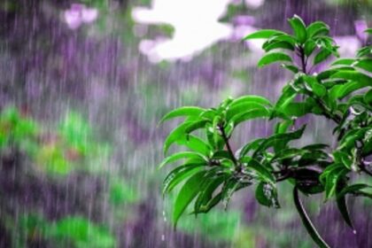 Rainfall touches 100-inch mark