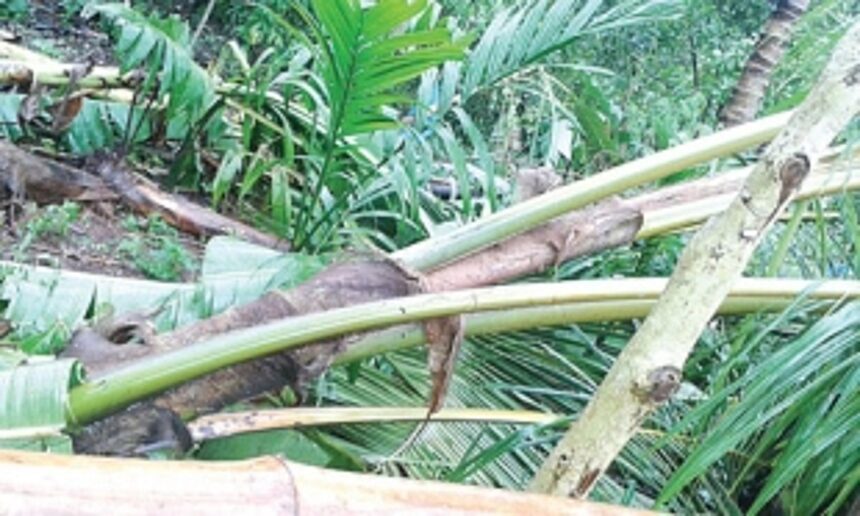 Rains destroy several crops in Sattari