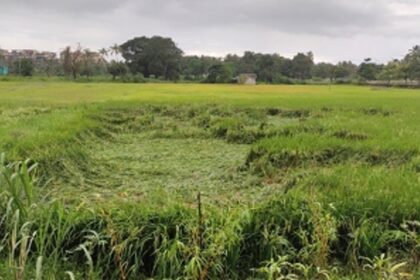 Rains effect: Preliminary loss of  paddy fields pegged at 287 hec