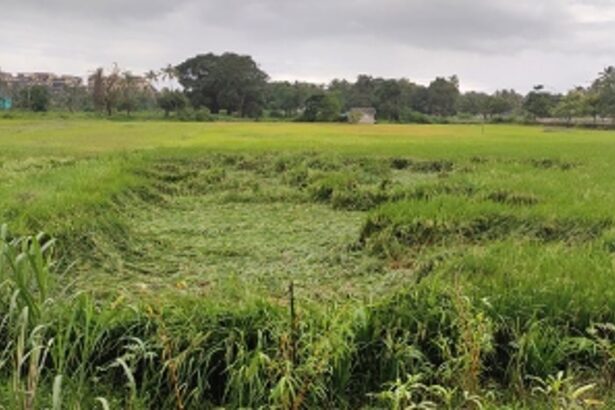 Rains effect: Preliminary loss of  paddy fields pegged at 287 hec
