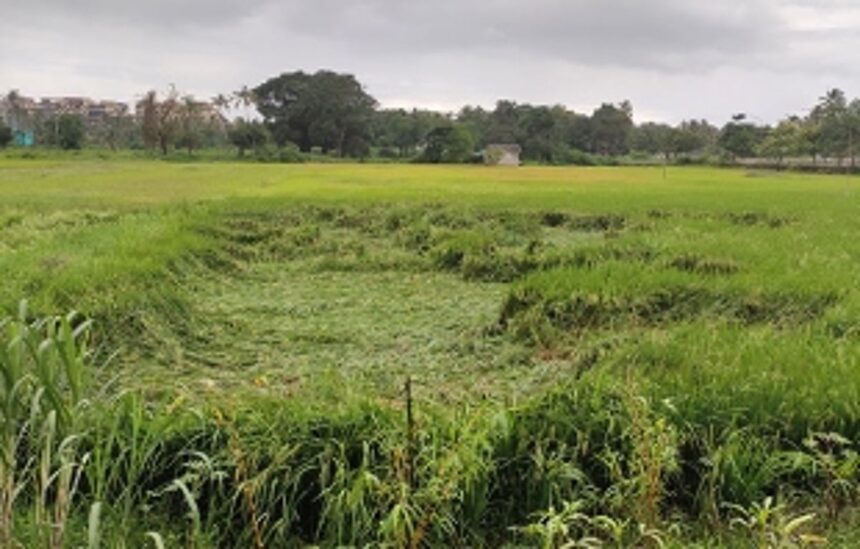 Rains effect: Preliminary loss of paddy fields pegged at 287 hec 1 Rains effect: Preliminary loss of paddy fields pegged at 287 hec