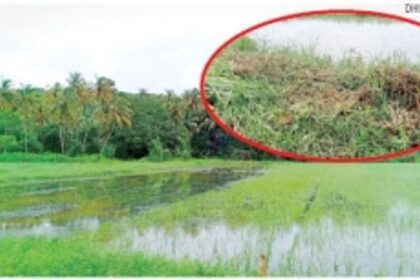 Rainwater ‘chokes’ Cortalim fields