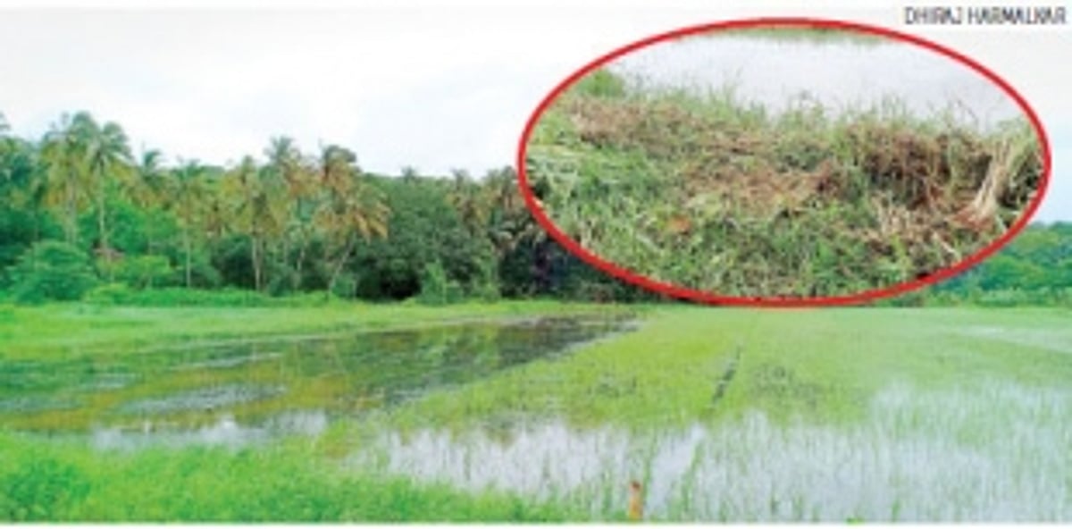 Rainwater ‘chokes’ Cortalim fields