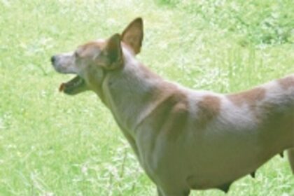 Raising the woof: Pets have places to chill too