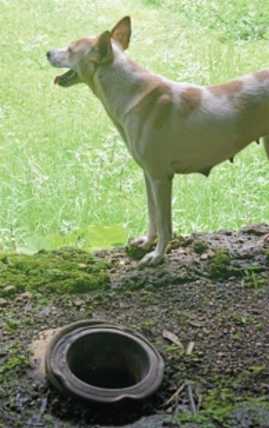 Raising the woof: Pets have places to chill too