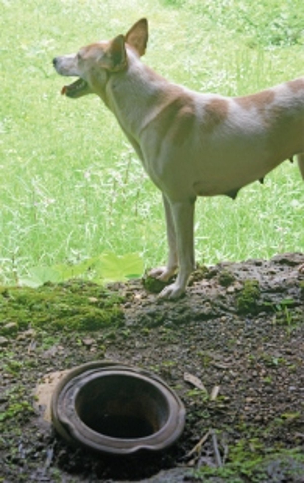 Raising the woof: Pets have places to chill too