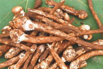 Rampant harvesting of roen olmi may release new  forest diseases, says Biodiversity Board