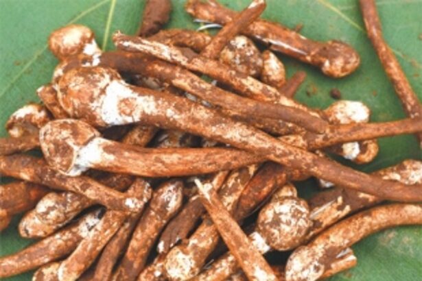 Rampant harvesting of roen olmi may release new  forest diseases, says Biodiversity Board