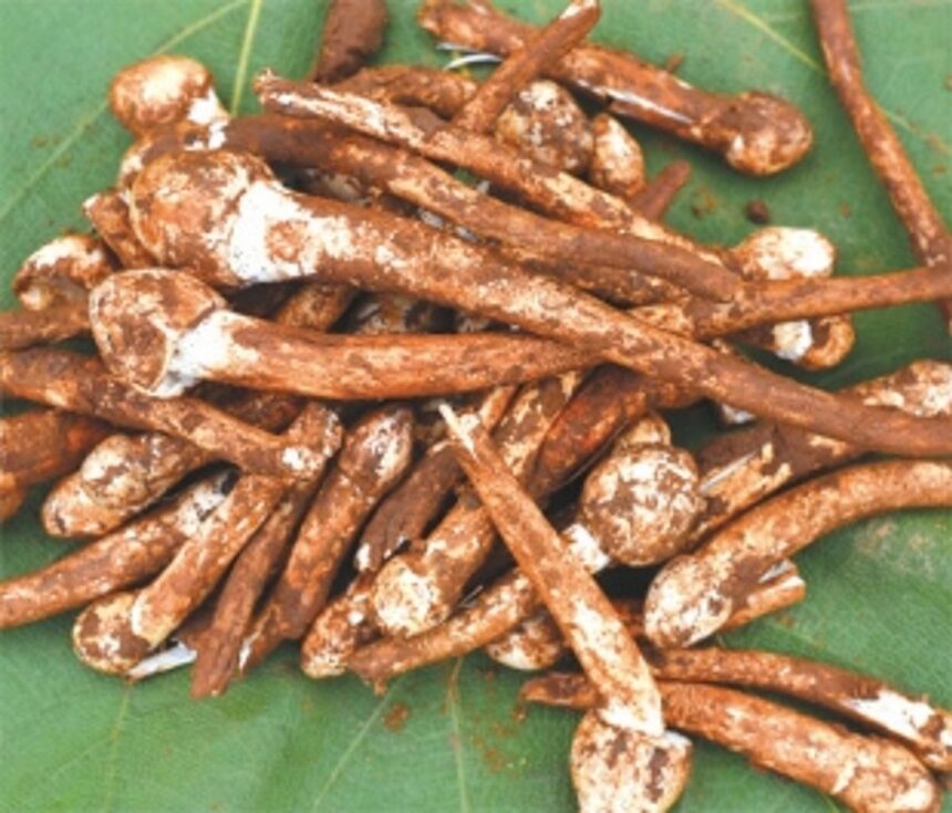 Rampant harvesting of roen olmi may release new forest diseases, says Biodiversity Board