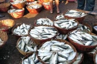 Rampant unauthorised, unregulated retail fish sale needs to stop: SGPDA fish market retailers