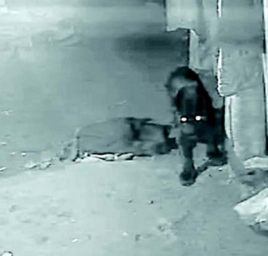 Rare Black Panther ‘captured’ on CCTV at Dharbandora