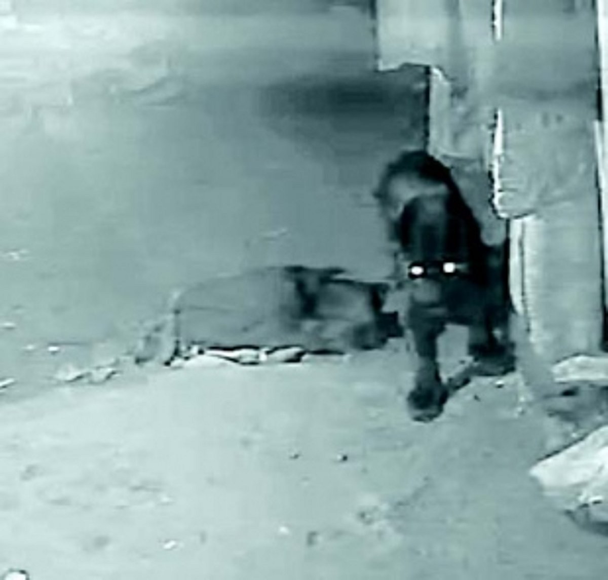 Rare Black Panther ‘captured’ on CCTV at Dharbandora