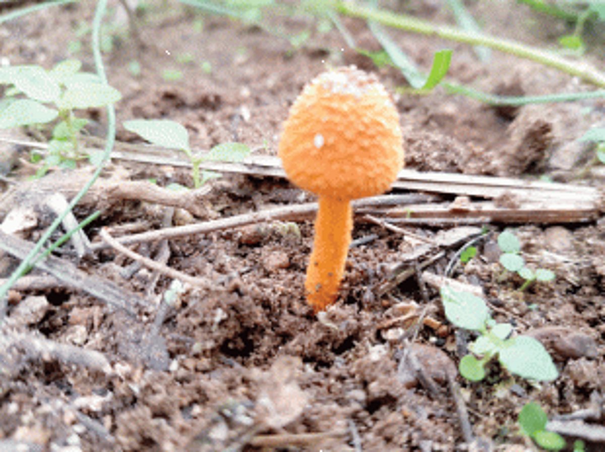 Rare fungi spotted in Canacona