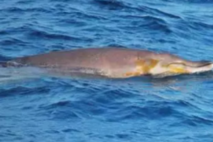 Rare whale sighted off Mormugao