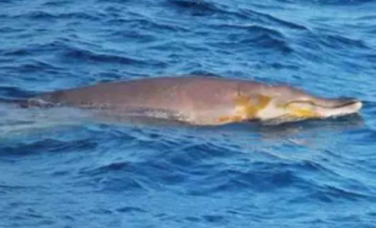 Rare whale sighted off Mormugao