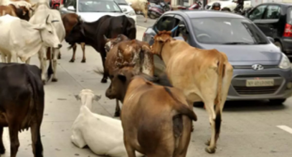 Rash, negligent  driving kills  six cattle at Khandepar