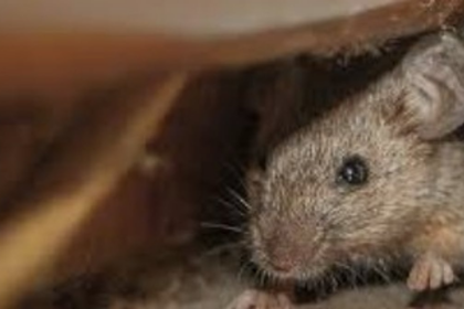Rat Infestation at Goa’s Mega Mart Sparks FDA Inspection and Hygiene Concerns