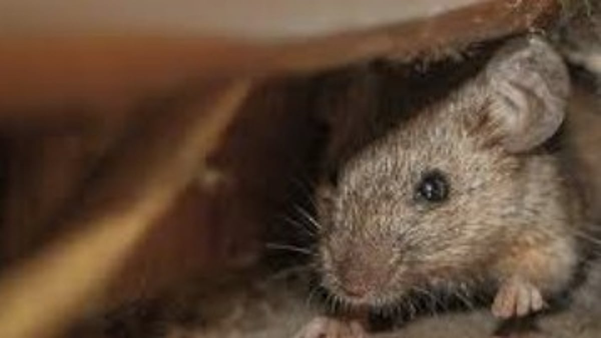 Rat Infestation at Goa’s Mega Mart Sparks FDA Inspection and Hygiene Concerns