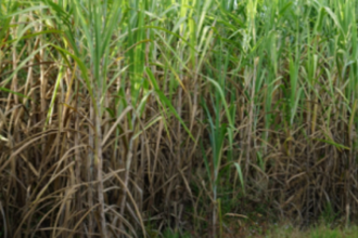 Ready to approach court if need arises, say sugarcane farmers