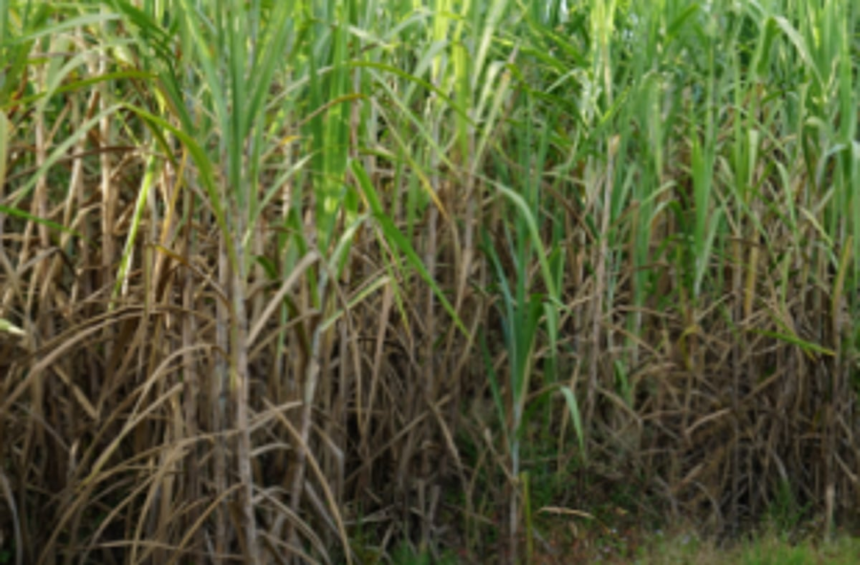 Ready to approach court if need arises, say sugarcane farmers